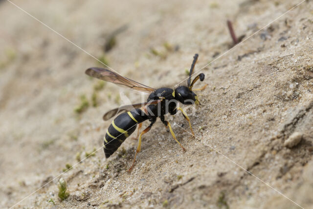 Gewone Schoorsteenwesp (Odynerus spinipes)