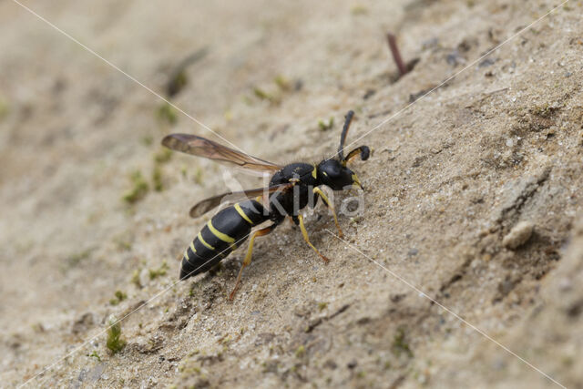 Gewone Schoorsteenwesp (Odynerus spinipes)