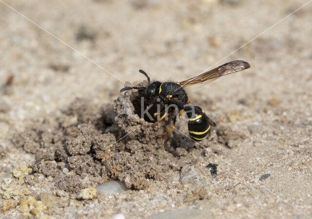 Gewone Schoorsteenwesp (Odynerus spinipes)