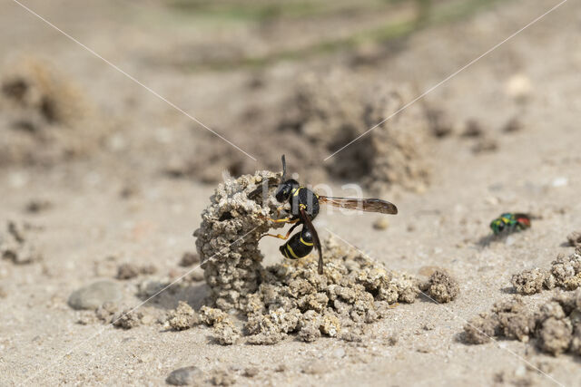 Gewone Schoorsteenwesp (Odynerus spinipes)