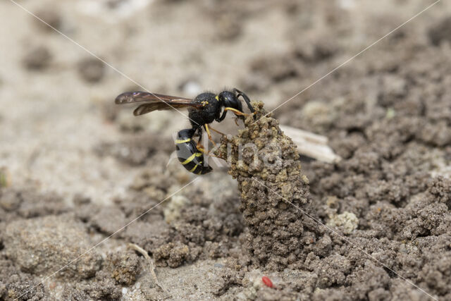 Gewone Schoorsteenwesp (Odynerus spinipes)