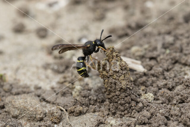 Gewone Schoorsteenwesp (Odynerus spinipes)