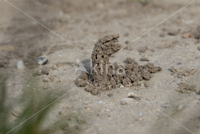 Gewone Schoorsteenwesp (Odynerus spinipes)