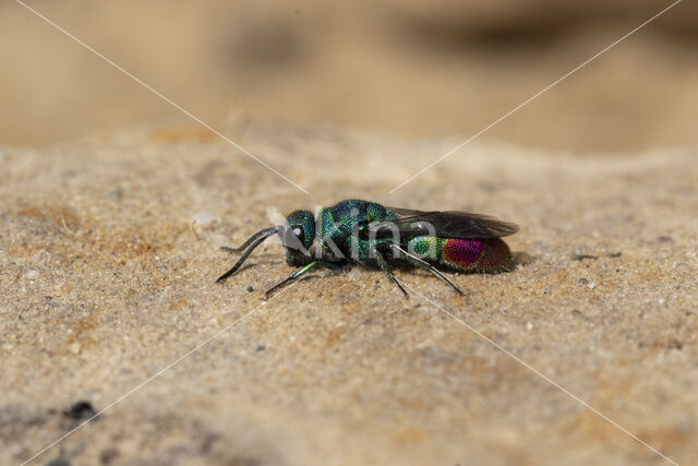 goudwesp (chrysis fulgida)