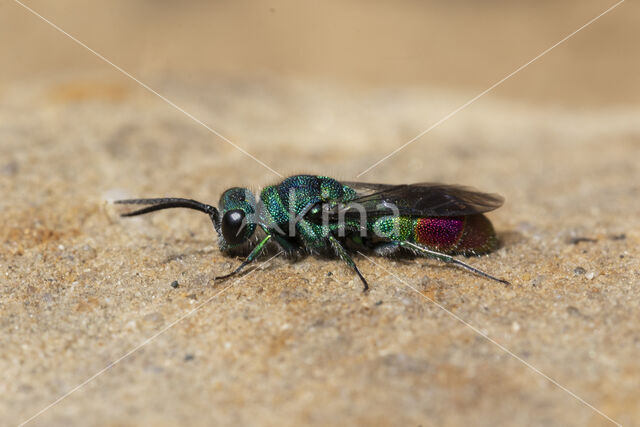 chrysis fulgida