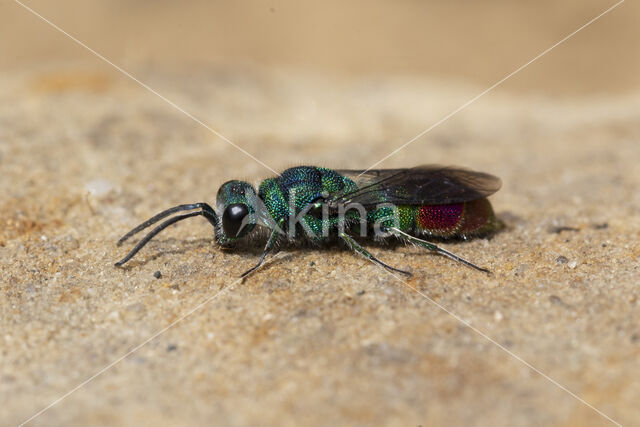 goudwesp (chrysis fulgida)