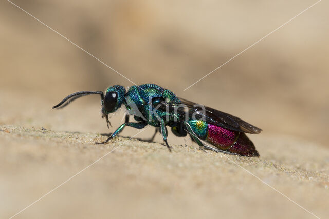 goudwesp (chrysis fulgida)