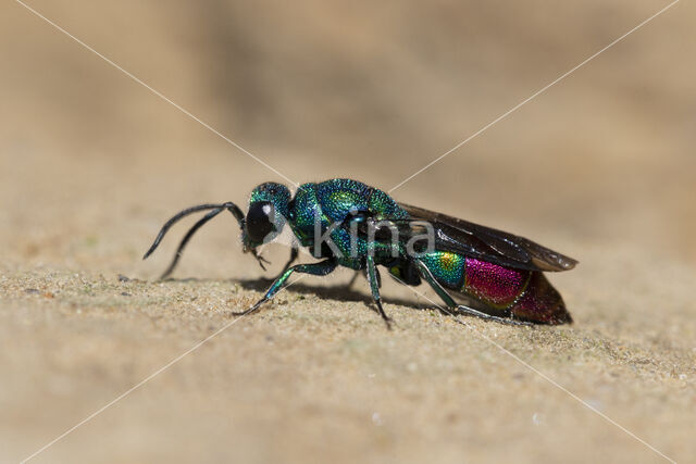 chrysis fulgida