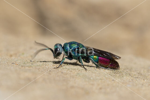 goudwesp (chrysis fulgida)