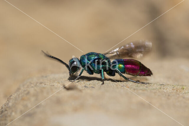 goudwesp (chrysis fulgida)