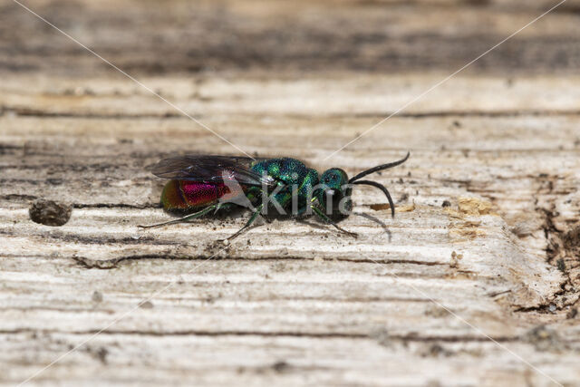 gold wasp (Chrysis ignita)