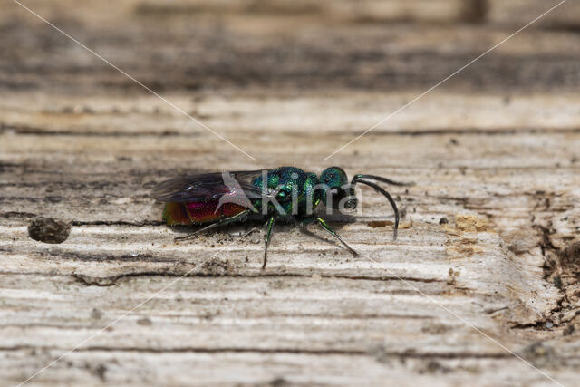 gold wasp (Chrysis ignita)