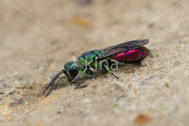 gold wasp (Chrysis ignita)