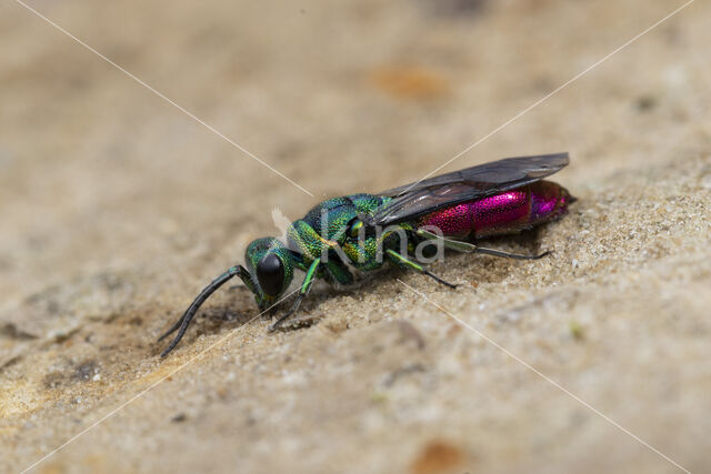 gold wasp (Chrysis ignita)