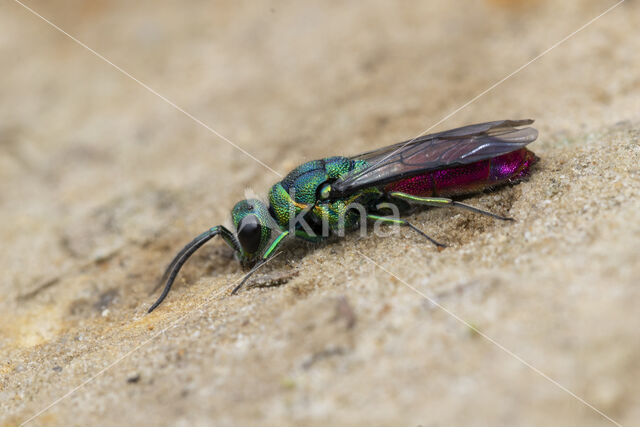 Gewone Goudwesp (Chrysis ignita)