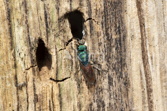 Gewone Goudwesp (Chrysis ignita)