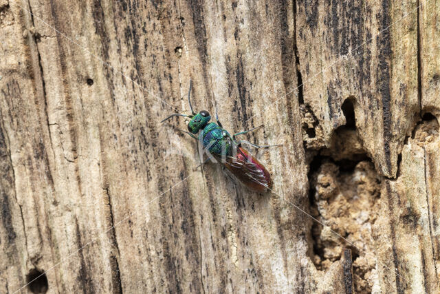 gold wasp (Chrysis ignita)