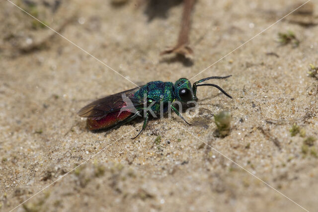 Gewone Goudwesp (Chrysis ignita)