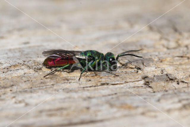 Gewone Goudwesp (Chrysis ignita)