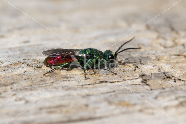 Gewone Goudwesp (Chrysis ignita)