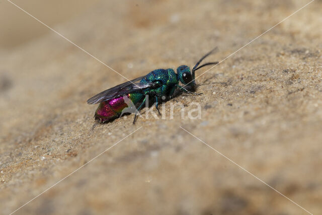 chrysis fulgida