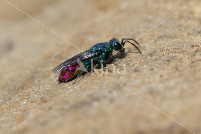 goudwesp (chrysis fulgida)