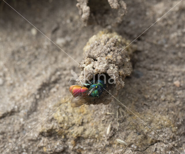 goudwesp (pseudospinolia neglecta)