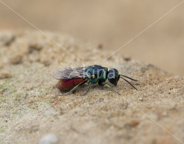 goudwesp (pseudospinolia neglecta)