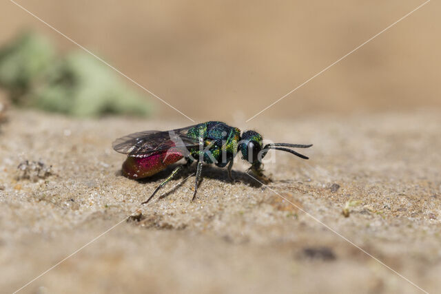 goudwesp (pseudospinolia neglecta)