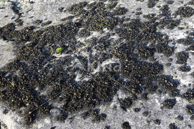 bolletjes geleimos (lathagrium fuscovirens)