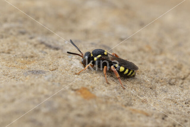 Zwartsprietwespbij (Nomada flavopicta)