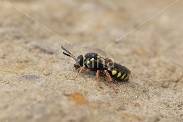 Wasp-bee (Nomada flavopicta)