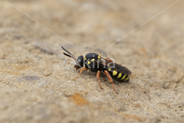 Zwartsprietwespbij (Nomada flavopicta)