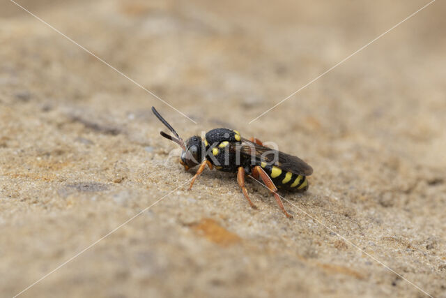 Zwartsprietwespbij (Nomada flavopicta)