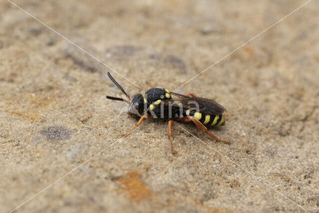 Zwartsprietwespbij (Nomada flavopicta)