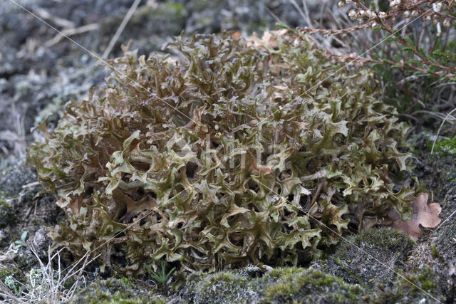 True Iceland lichen (Cetraria islandica)