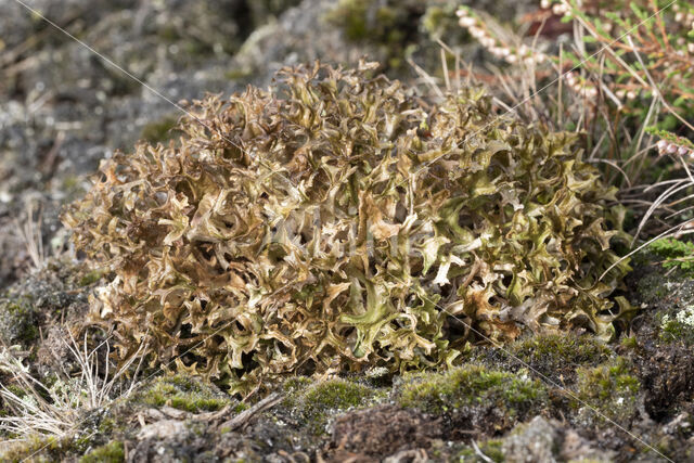 True Iceland lichen (Cetraria islandica)