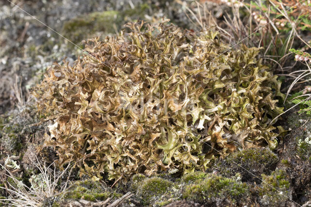 True Iceland lichen (Cetraria islandica)