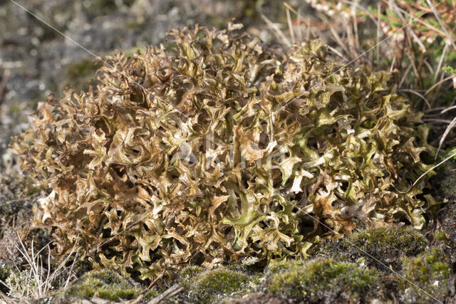 True Iceland lichen (Cetraria islandica)