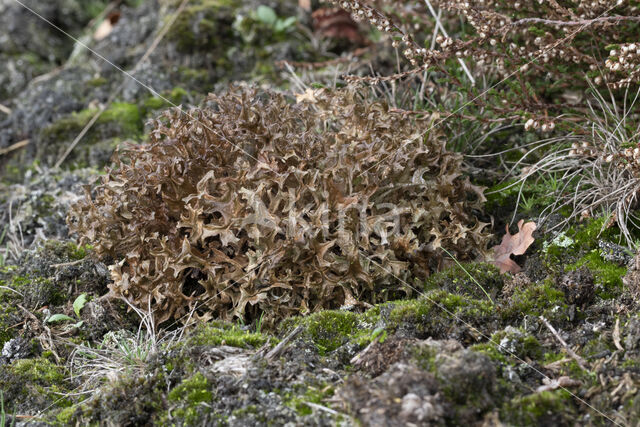 True Iceland lichen (Cetraria islandica)