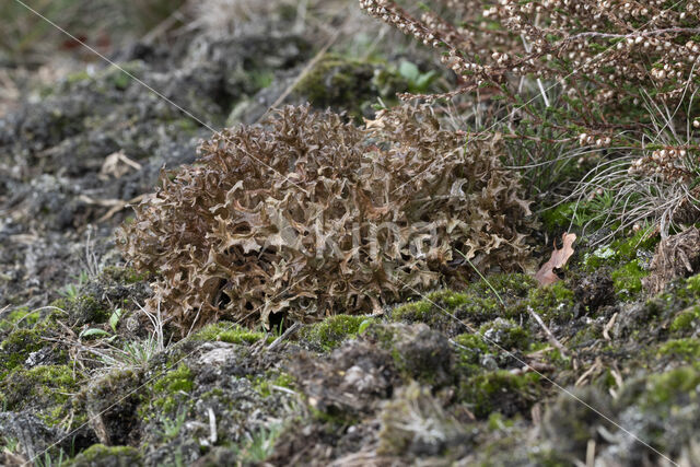 True Iceland lichen (Cetraria islandica)