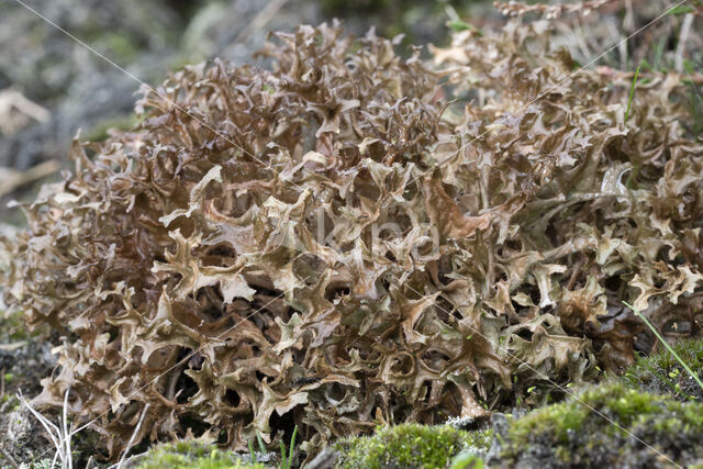 True Iceland lichen (Cetraria islandica)