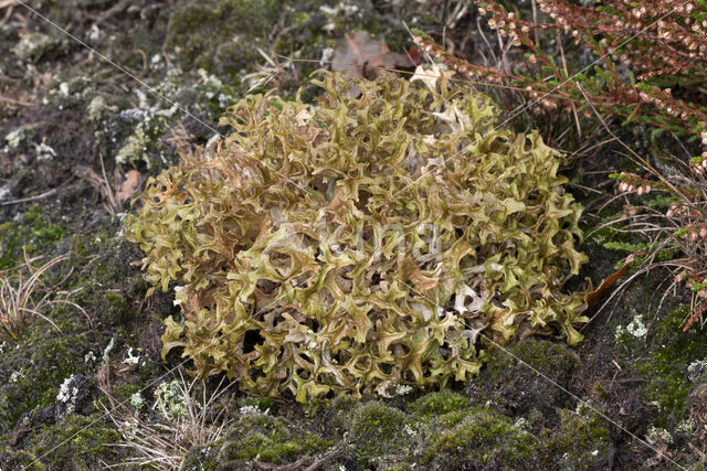 True Iceland lichen (Cetraria islandica)