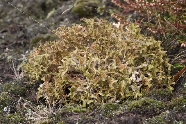 True Iceland lichen (Cetraria islandica)