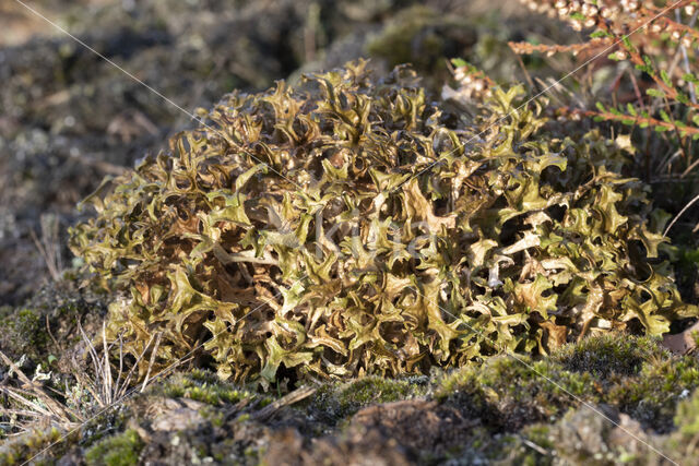 True Iceland lichen (Cetraria islandica)