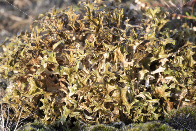 True Iceland lichen (Cetraria islandica)