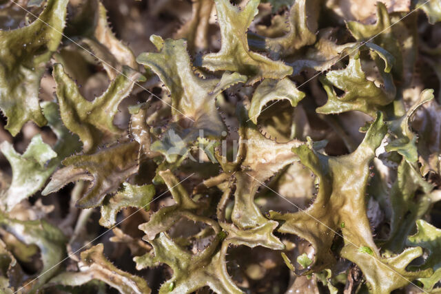 True Iceland lichen (Cetraria islandica)