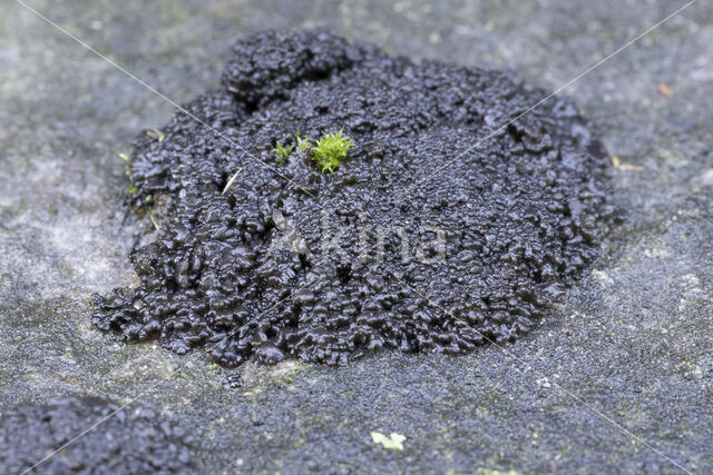 Muurzwelmos (Leptogium turgidum)