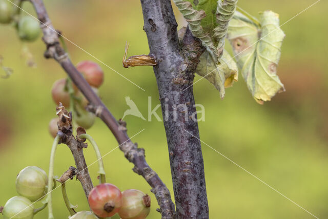 Currant Clearwing (Synanthedon tipuliformis)