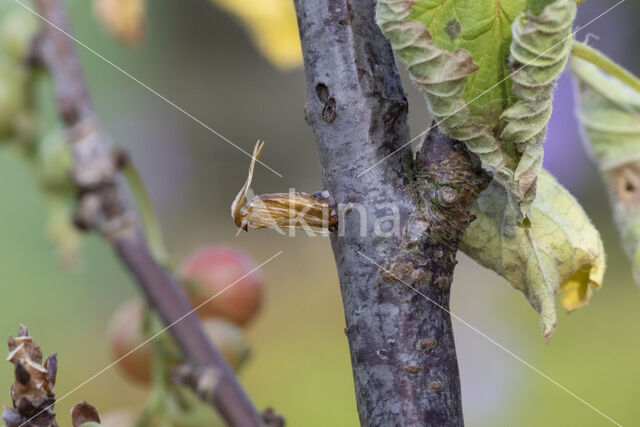 Currant Clearwing (Synanthedon tipuliformis)